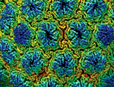 microscope image 